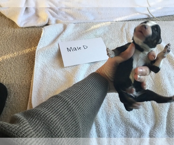 Medium Photo #16 Australian Shepherd Puppy For Sale in SAINT MATTHEWS, SC, USA