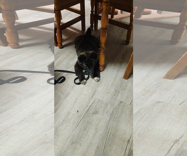 Medium Photo #4 Mutt Puppy For Sale in Holly Springs, NC, USA