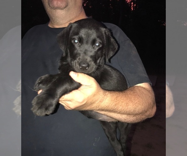 Medium Photo #13 Labrador Retriever Puppy For Sale in KITTRELL, NC, USA