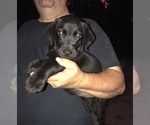 Small Photo #13 Labrador Retriever Puppy For Sale in KITTRELL, NC, USA