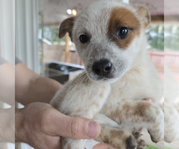 Medium Photo #1 Australian Cattle Dog Puppy For Sale in PUYALLUP, WA, USA