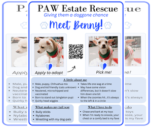 Benny - Male Chihuahua-Unknown Mix Dog for Adoption - Photo #6
