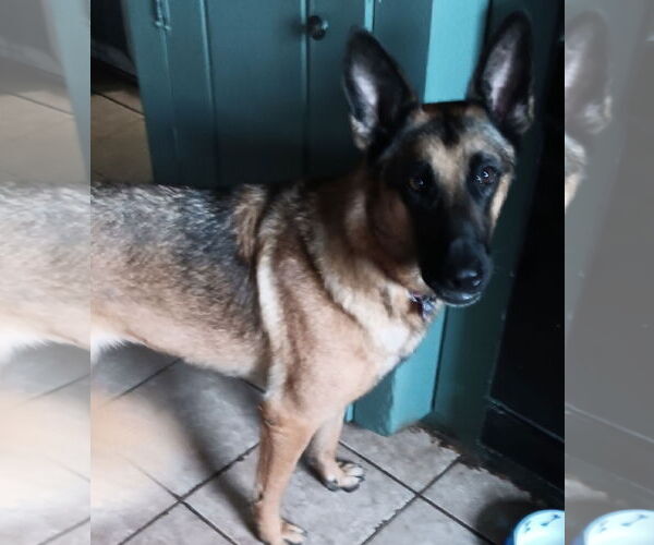 Medium Photo #2 German Shepherd Dog-Unknown Mix Puppy For Sale in Newfoundland, PA, USA