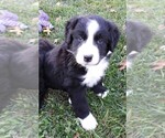 Puppy Puppy 2 Male Bordernese