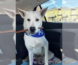 German Shepherd Dog Dogs for adoption in Bakersfield, CA, USA