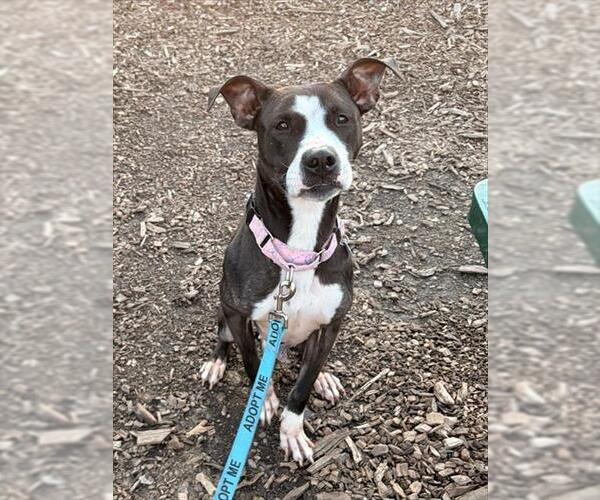 Medium Photo #1 American Pit Bull Terrier Puppy For Sale in Waterford, VA, USA