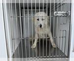 Small Great Pyrenees