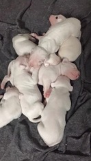 Dogo Argentino Puppy for sale in CLEARWATER, FL, USA