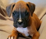 Small Photo #3 Boxer Puppy For Sale in SLATON, TX, USA