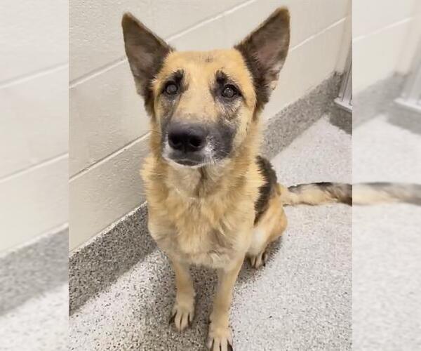 Medium Photo #2 German Shepherd Dog Puppy For Sale in Houston, TX, USA