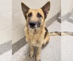 Small #1 German Shepherd Dog