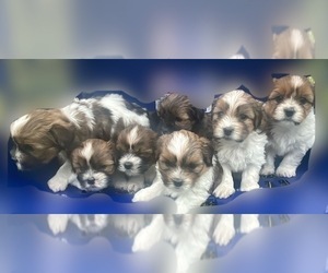 Shorkie Tzu Litter for sale in CENTRALIA, IL, USA