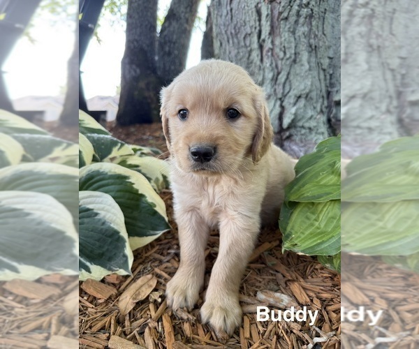 Medium Photo #1 Golden Retriever Puppy For Sale in PANA, IL, USA