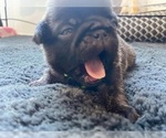 Small Photo #9 Pug Puppy For Sale in YELM, WA, USA