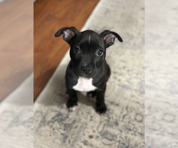 Medium Photo #1 Bulldog-Unknown Mix Puppy For Sale in Tarrytown, GA, USA