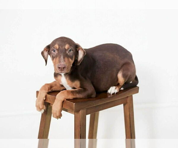 Medium Photo #3 Doberman Pinscher-Unknown Mix Puppy For Sale in Oak Bluffs, MA, USA