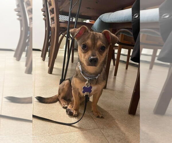 Medium Photo #2 Chiweenie Puppy For Sale in Oak Bluffs, MA, USA