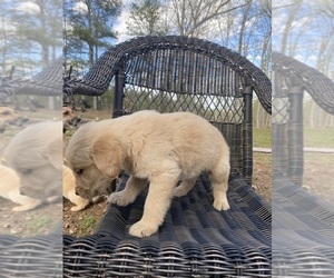 Golden Retriever Puppy for sale in BALL GROUND, GA, USA