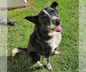 Border Collie-Unknown Mix Dogs for adoption in Camarillo, CA, USA