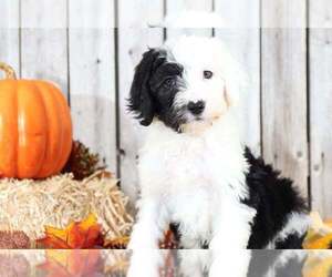 Sheepadoodle Puppy for sale in MOUNT VERNON, OH, USA