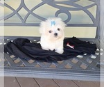 Puppy 4 Maltese