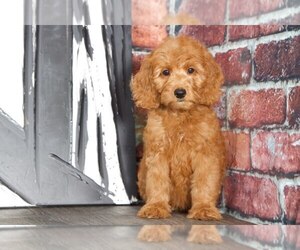 Goldendoodle Puppy for sale in BEL AIR, MD, USA