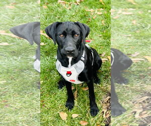Labrador Retriever-Unknown Mix Dogs for adoption in Plainfield, IL, USA