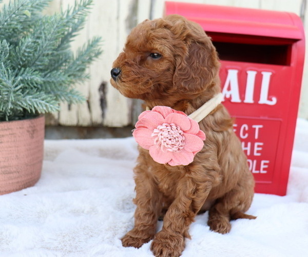 Medium Photo #5 Goldendoodle (Miniature) Puppy For Sale in HONEY BROOK, PA, USA