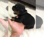 Small Photo #11 Rottweiler Puppy For Sale in RACINE, WI, USA