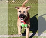 Small #8 Black Mouth Cur Mix