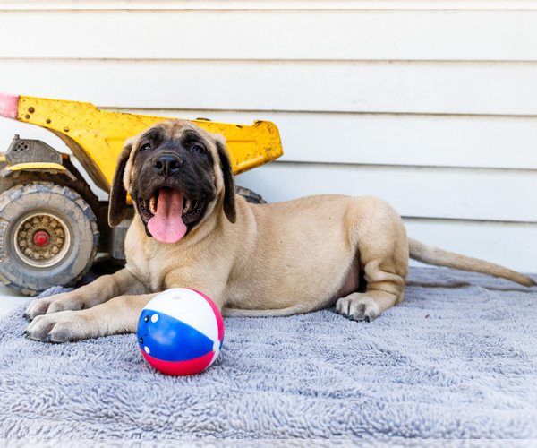 Medium Photo #15 Mastiff Puppy For Sale in WAKARUSA, IN, USA