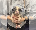 Puppy Riddle French Bulldog