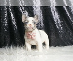 Small #5 French Bulldog