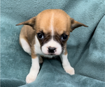 Puppy 1 Cavalier King Charles Spaniel-French Bulldog Mix