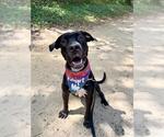 Small Labrador Retriever Mix