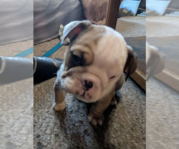 Medium Photo #23 English Bulldog Puppy For Sale in WHITELAND, IN, USA