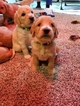 Small Photo #10 Goldendoodle Puppy For Sale in CITRUS HEIGHTS, CA, USA