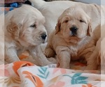 Puppy Puppy 3 Golden Retriever