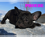 Small Photo #2 French Bulldog Puppy For Sale in CLARKSTON, UT, USA