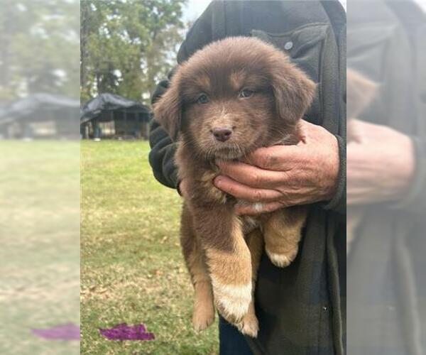 Medium Photo #1 German Shepherd Dog-Unknown Mix Puppy For Sale in Houston, TX, USA