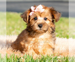 Small #5 Yorkipoo