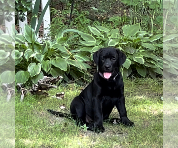 Medium Photo #20 Labrador Retriever Puppy For Sale in LOUISBURG, NC, USA