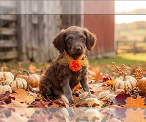 Java Bean - Female Miniature Labradoodle Dog for Adoption - Photo #3