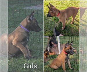 Belgian Malinois Puppy for sale in OSHKOSH, WI, USA