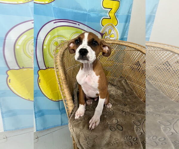 Medium Photo #5 Boxer-Greater Swiss Mountain Dog Mix Puppy For Sale in Stanwood, WA, USA