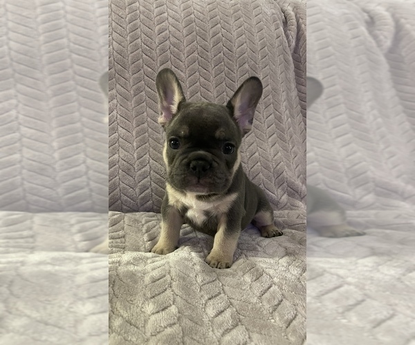 Medium Photo #1 French Bulldog Puppy For Sale in SHERWOOD, AR, USA
