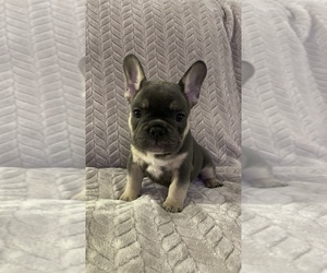 French Bulldog Puppy for sale in SHERWOOD, AR, USA