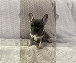 Small French Bulldog
