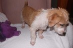Small Photo #11 Jack Russell Terrier Puppy For Sale in AIKEN, SC, USA