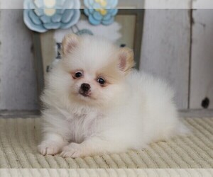 Pomeranian Puppy for sale in FREDERICKSBG, OH, USA